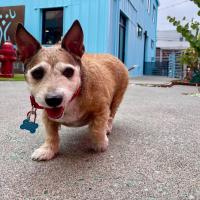 Adopted Senior Dog Loses Nearly Half His Weight And Is ‘A New Dog’