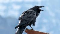 Ravencoin, a blockchain built from Bitcoin’s code, could roll back four days of transactions