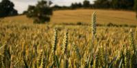 Fields, greenhouses or vertical farms: what is the
best way to grow food in a changing climate?