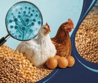 EU Tightens Mycotoxin Guidance for Poultry Feed