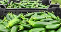 Taylor Farms recalls jalapeno products amid salmonella outbreak