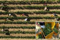 Scorching heat causes major changes in Italy’s sparkling wine industry