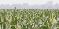 Arkansas Department of Agriculture Opens Wildland Fire Kit Applications