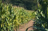Illinois Corn Maze Is Celebrating America in a Big Way