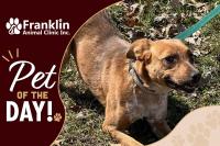 Franklin Animal Clinic Adoptable Pet of the Day: Tia