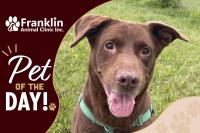 Franklin Animal Clinic Adoptable Pet of the Day: Clay