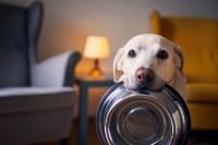 <![CDATA[DOJ sues Washington pet food manufacturer over safety violations]]>
