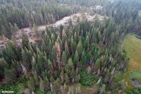 Forest fires likely to continue to burn twice as much without ‘serious action’ on climate change