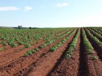 Farm linked to cyclosporiasis outbreak hadn’t been inspected in 7 years as FDA lags on foreign inspection targets