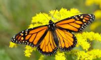 New Garden Aims To Help Monarchs And Other Pollinators in Upper Delaware