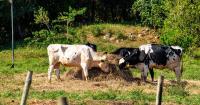 Expectations in the agricultural sector wither in the face of drought