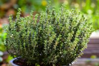 Want Endless Thyme? A Gardening Pro Explains How to Propagate It Without Wrecking the Plant