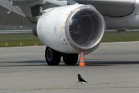 Bird Strike Record Breaks in 2025; Myrtle Beach Crew Hit Zone No Program Protects