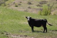 South Dakota cattle producers cope with ‘gut-wrenching’ losses from July heat wave