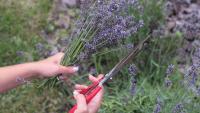 Hydrangeas and Lavender August gardening tasks explained for 'strong' blooms next year