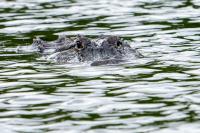 “It Was Like a Missile.” Florida Woman Brutally Attacked By Alligator, Rescued by Boaters