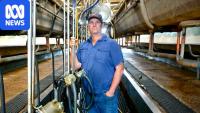 After 80 years of dairying, no-one wants this farm's milk.