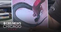 Snake found in helmet of Arkansas high school football player