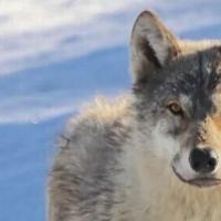 Changes proposed for Montana's most popular wolf hunting area near Yellowstone