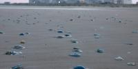 Jellyfish swarms knock out 3.2 gigawatts of French nuclear power