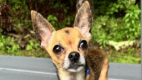 Meet the CT Humane Society's Adoptable Pet of the Week: Cheez-It!