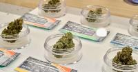 Nevada City cannabis regulations, security cameras, plans for housing to come before council this week