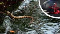 Arkansas Football Player Wore Helmet With 2-Foot Long Cottonmouth Snake In It During Practice