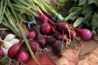 Four programs helping immigrants, refugees and underserved Iowans grow a farm business