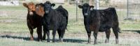 BOOR: Western Kansas Beef Cattle Management Program upcoming in Hays