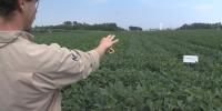 Nebraska soybean field day offers hands-on advice for growers