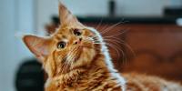 Public Vet Spay/Neuter Clinic For Cats Planned For Sept. 11 In Warsaw