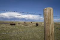 Two lawsuits challenge federal ban on bison grazing in Montana