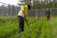 Bering Strait gardeners gather to grow more food closer to home