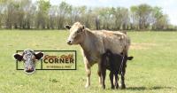 Cattle and beef market summer struggles