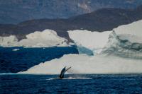 Federal government ends support for key Arctic climate report