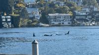 Transient orcas surprise visitors with rare appearance at Seattle's Ballard Locks
