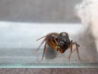More Than 100 Queen Ants Destined for Laos Seized in Mexico