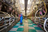 First farm labor reform bill in 40 years could be a game-changer for Idaho’s dairy industry