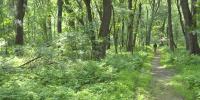 Derway Island Trail reveals thriving floodplain forest in Vermont’s largest city