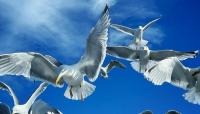 Can you tell the most common seagulls apart?