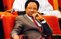 Osun election: Stop wasting your time, Trump won’t intervene in Nigeria’s polls, Shehu Sani tells Davido