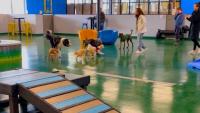 Dogonomics 101: Why indoor pooch parlors may be a tough sell in Maine