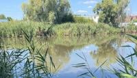 Mass fish mortality reported in water bodies in Kyiv region