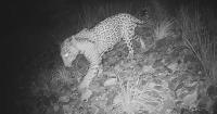 'Cinco' the jaguar spotted again in southern Arizona