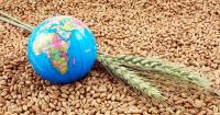 Watch for price rally in wheat as global production drops