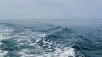 Turkmenistan’s President highlights Caspian Sea ecosystem protection as a national priority