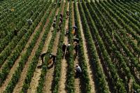 Italy’s extreme heat sends sparkling wine makers into overdrive for an early harvest