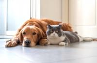 Scottsdale is most pet-friendly city, New York ranked last
