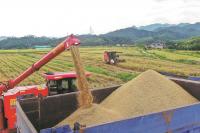 Farmers deploy innovative measures to secure harvest