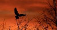 Got to The Stikini, a Witch-Owl Shapeshifter, Is a Seminole Myth That Still Evokes Fear article